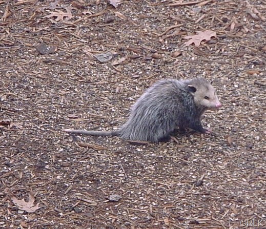[opossum[4].jpg]