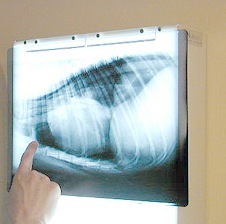 [X-ray-of-Fleur-the-Greyhound[1][2].jpg]