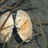 Washington butter clam