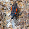 Black and red bug(Seed Bug)
