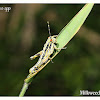 Milkweed locust