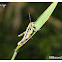 Milkweed locust