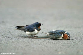 Love of Swallow..............MUST SEE