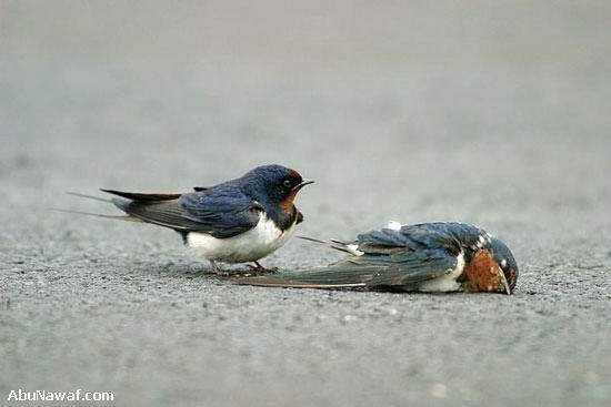 Love of Swallow..............MUST SEE