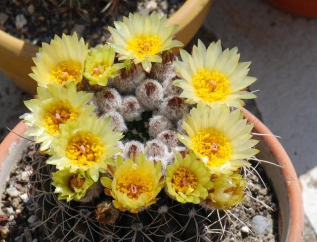 Have you seen a Blooming Cactus?