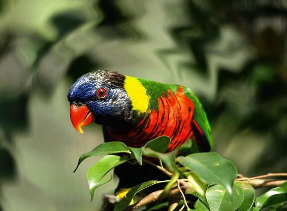 Colorful World of Parrots
