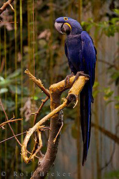 Colorful World of Parrots