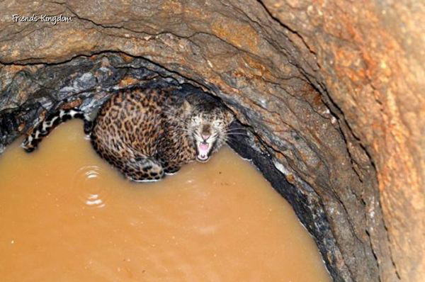 leopord out of a well