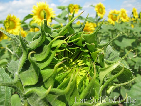 Sunflowers One