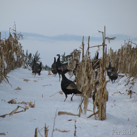 [Turkeys in the corn three Feb 2010[7].jpg]