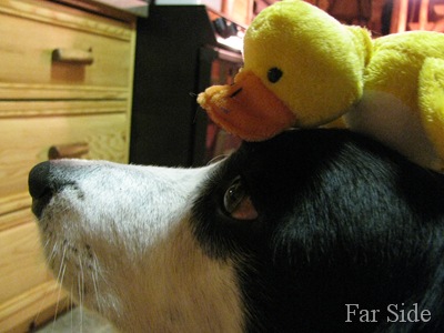Chance modeling a duck