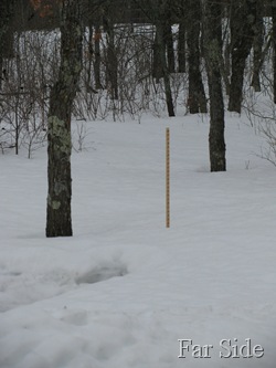 March 17 Snowstick