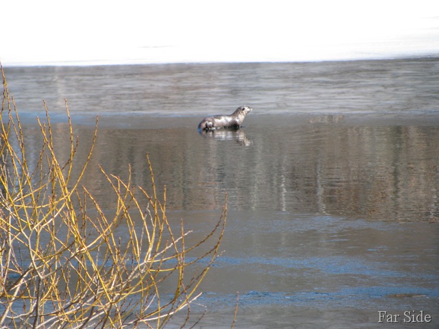 [River Otter March 29 2011[8].jpg]