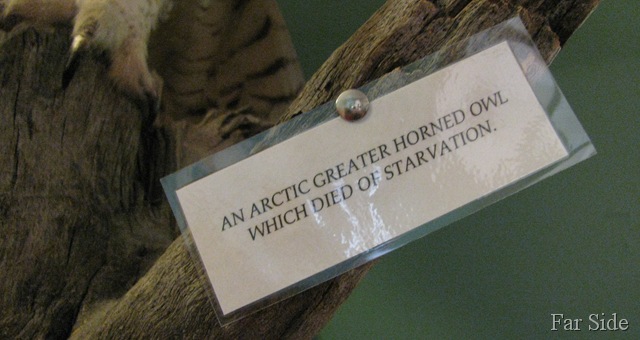 [Artic Greater Horned Owl dies of starvation[9].jpg]