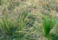 Longleaf Grass Stage Seedling1