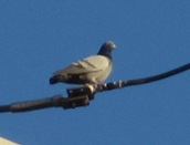 Pigeon1
