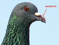 Magnetite Beak