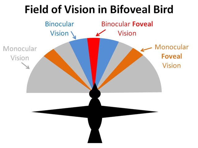 [BirdVisionField4.jpg]