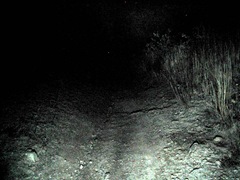 Night Trail2