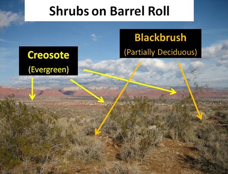 Shrubs Barrel Roll