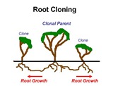 Root Cloning Captions