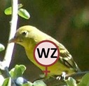 Bird WZ cropped