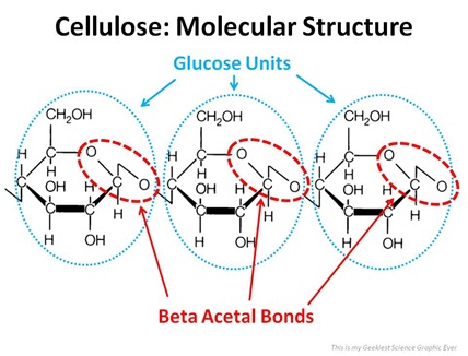 Beta Acetal Bonds in Cellulose