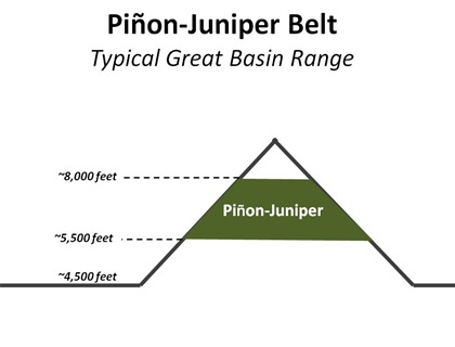 PJ Belt Basic