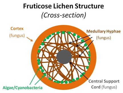 Fruticose Structure