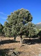 pinon-pine-tree-web-photo