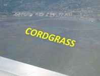 Cordgrass View Caption