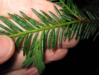 Yew Needles in Hand1