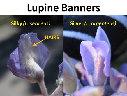Lupine Banners