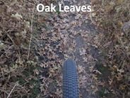 Oak trail