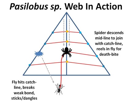 Pasilobus Web2