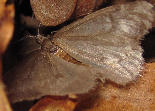 [Mill Creek Moth[5].jpg]
