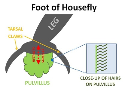 Foot Diagram cut
