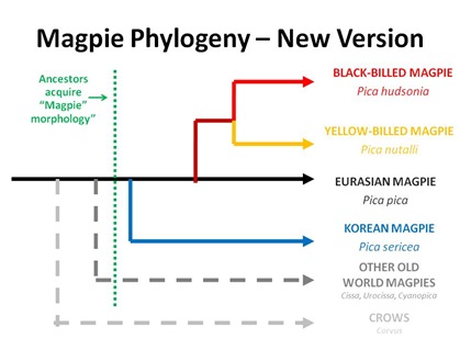 New Phylogeny