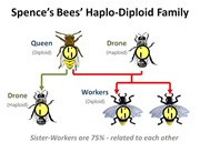 Haplo Diploid Family[4]