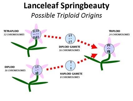 Triploid LLSB Origin