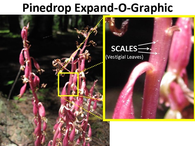[Pinedrop Expand-O[4].jpg]
