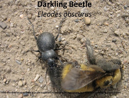 Darkling Bumblebee