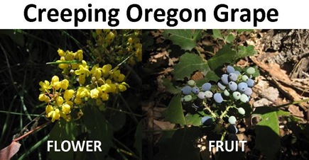 Oregon Grape compare
