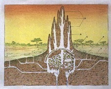 termite mound schematic