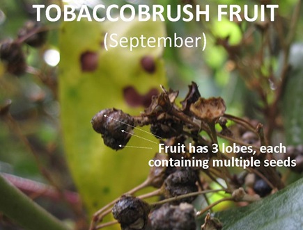 TBrush Fruit