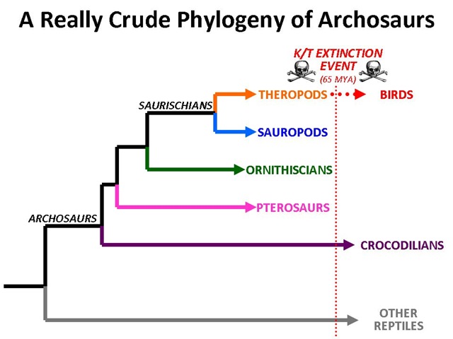 [Archo Phylogeny[4].jpg]
