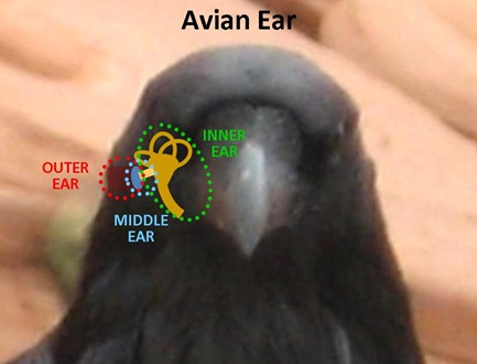 Image result for sense organs of birds