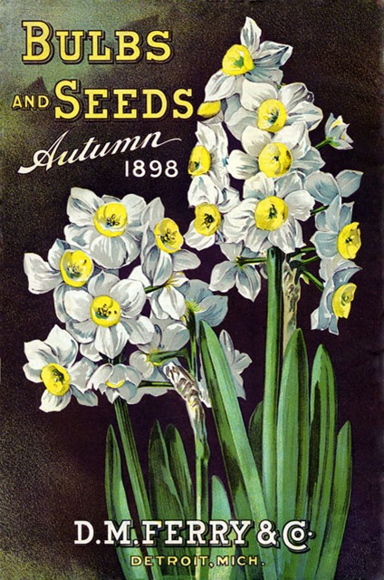 daffodil-cover-on-seed-catalog