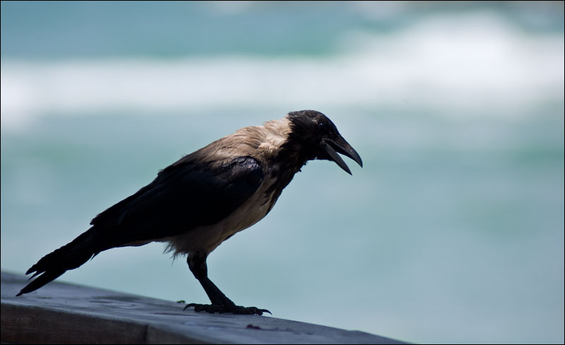 птицы в тельавивском порту