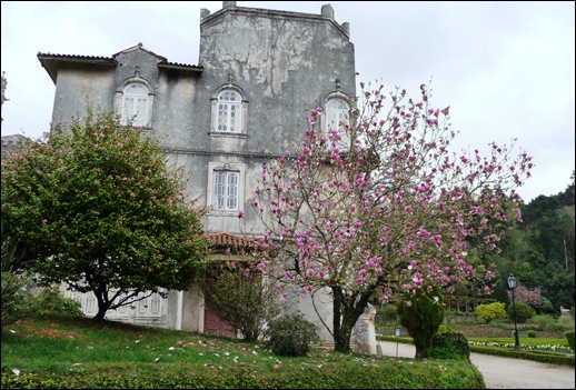 Buçaco - jardim do palácio - camélia - magnolia